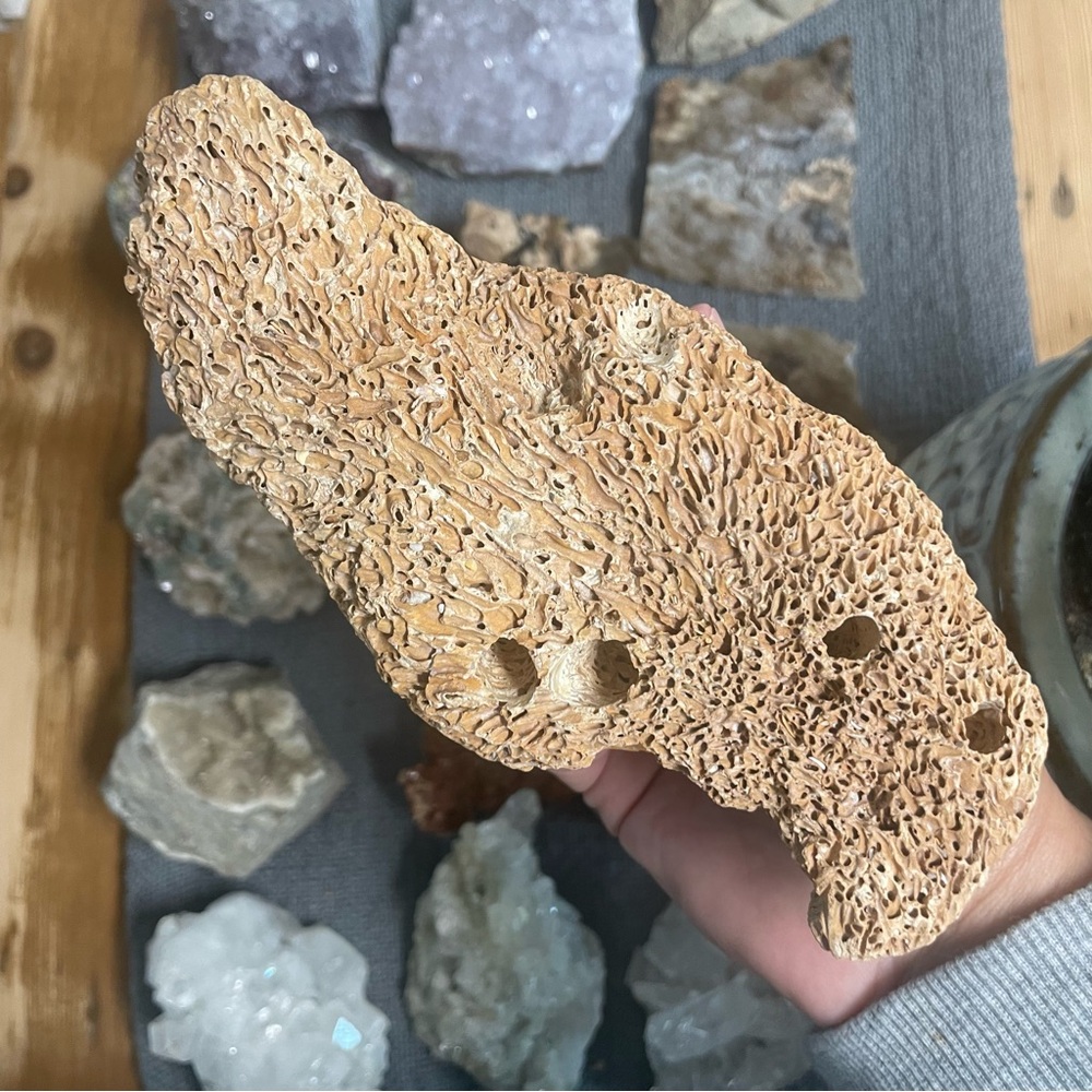Large tube worm rock. Large size example for collector or terrarium display